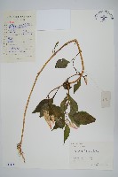 藏品(雞冠花)的圖片