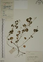 藏品(酢漿草)的圖片