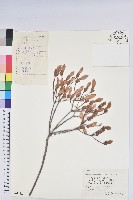 藏品(守城滿山紅、馬禮士杜鵑)的圖片