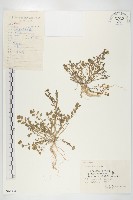 藏品(碎米薺)的圖片