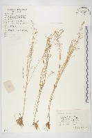 藏品(鼠耳芥)的圖片