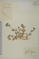 藏品(球序卷耳)的圖片