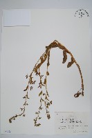 藏品(狼紫草)的圖片