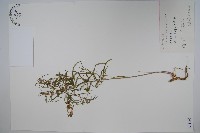 藏品(地梢皮)的圖片