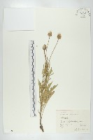 藏品(華北藍盆花)的圖片