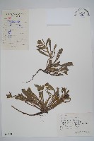 藏品(盾果草)的圖片