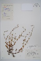 藏品(細纍子草)的圖片