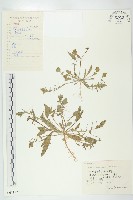 藏品(薺)的圖片