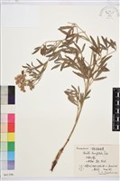 藏品(棉團鐵線蓮)的圖片