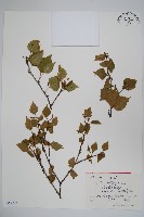 藏品(白樺、粉樺、臭樺)的圖片