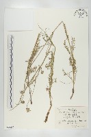 藏品(窄葉藍盆花)的圖片
