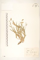 藏品(蒙古鴉蔥)的圖片