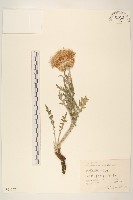 藏品(漏蘆)的圖片