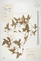 藏品(庫頁懸鉤子)的圖片