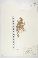 藏品(銀灰旋花)的圖片