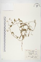 藏品(田旋花)的圖片