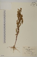 藏品(臭蒿)的圖片