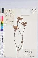 藏品(羊躑躅)的圖片