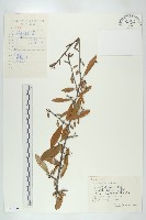 藏品(胡頹子)的圖片