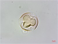 藏品(微毛柃)的圖片