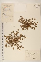 藏品(稻槎菜)的圖片