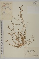 藏品(雀舌草)的圖片