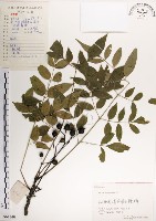 藏品(楝、苦楝)的圖片