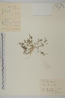 藏品(瓜槌草、漆姑草)的圖片