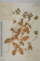 藏品(牛繁縷)的圖片