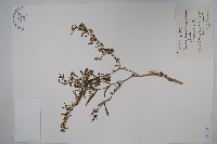 藏品(地梢皮)的圖片