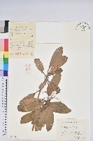 藏品(華南杜鵑)的圖片