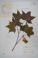 藏品(中華槭)的圖片