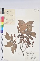 藏品(米飯花)的圖片