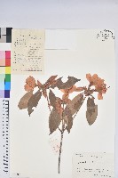 藏品(鹿角杜鵑、西施花、青紫木)的圖片
