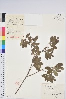 藏品(燈籠花)的圖片