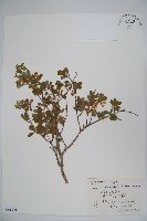 藏品(小葉忍冬)的圖片