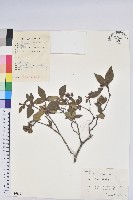 藏品(唐杜鵑、大屯杜鵑、中原氏杜鵑)的圖片