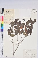 藏品(馬銀花)的圖片