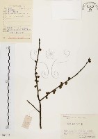 藏品(山胡椒)的圖片