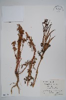 藏品(角蒿)的圖片