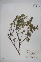 藏品(小葉忍冬)的圖片