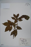 藏品(金花忍冬)的圖片