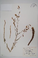 藏品(小花沙參)的圖片