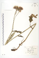 藏品(折苞鳳毛菊)的圖片