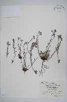 藏品(齒緣草)的圖片