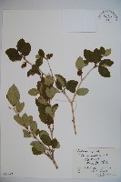 藏品(蒙古莢迷)的圖片