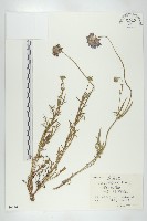 藏品(華北藍盆花)的圖片