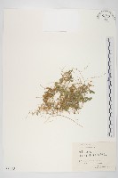 藏品(中國菟絲子)的圖片