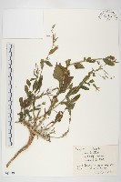 藏品(硬毛南芥)的圖片