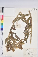 藏品(大戟)的圖片